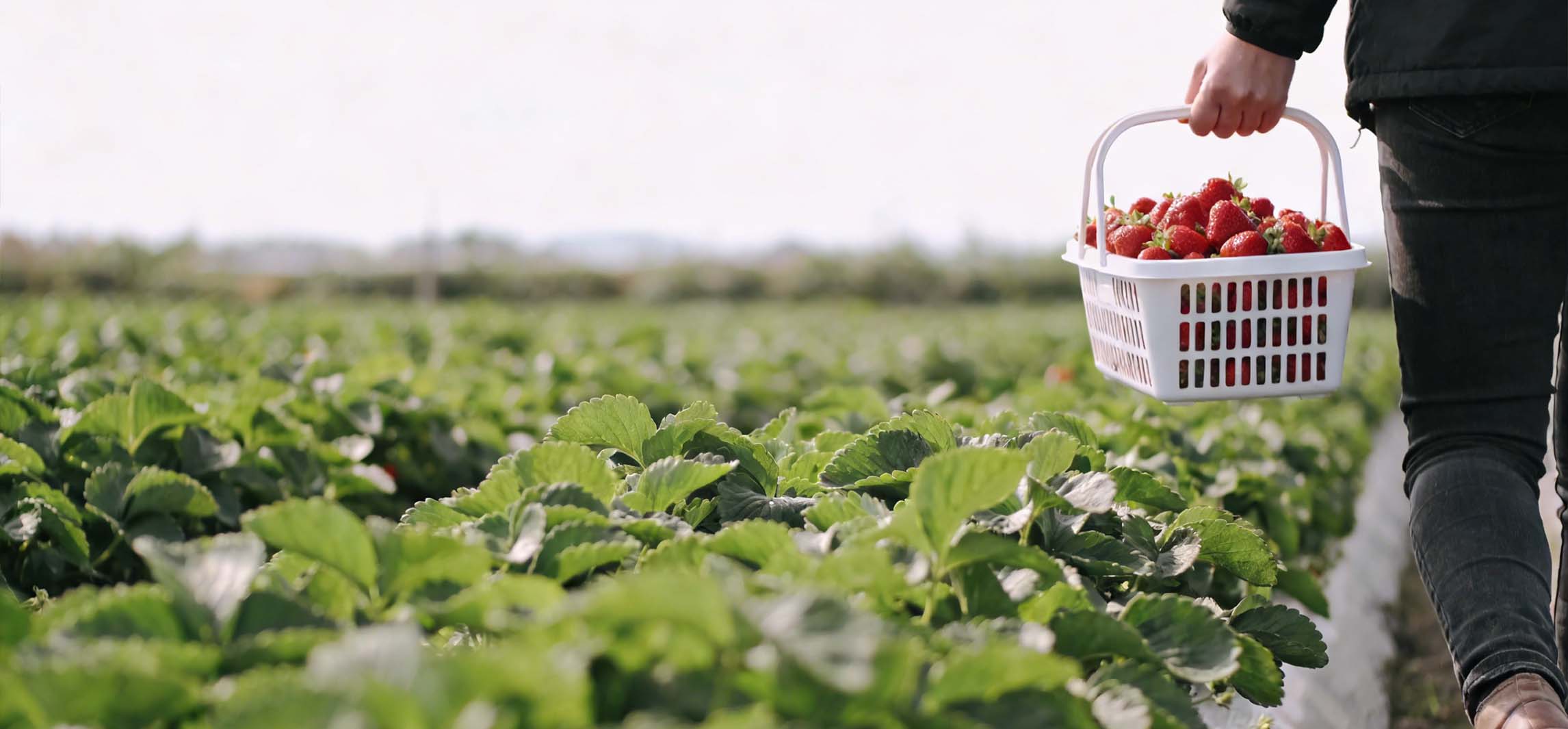 Technology Empowers Daming to Build a Golden 