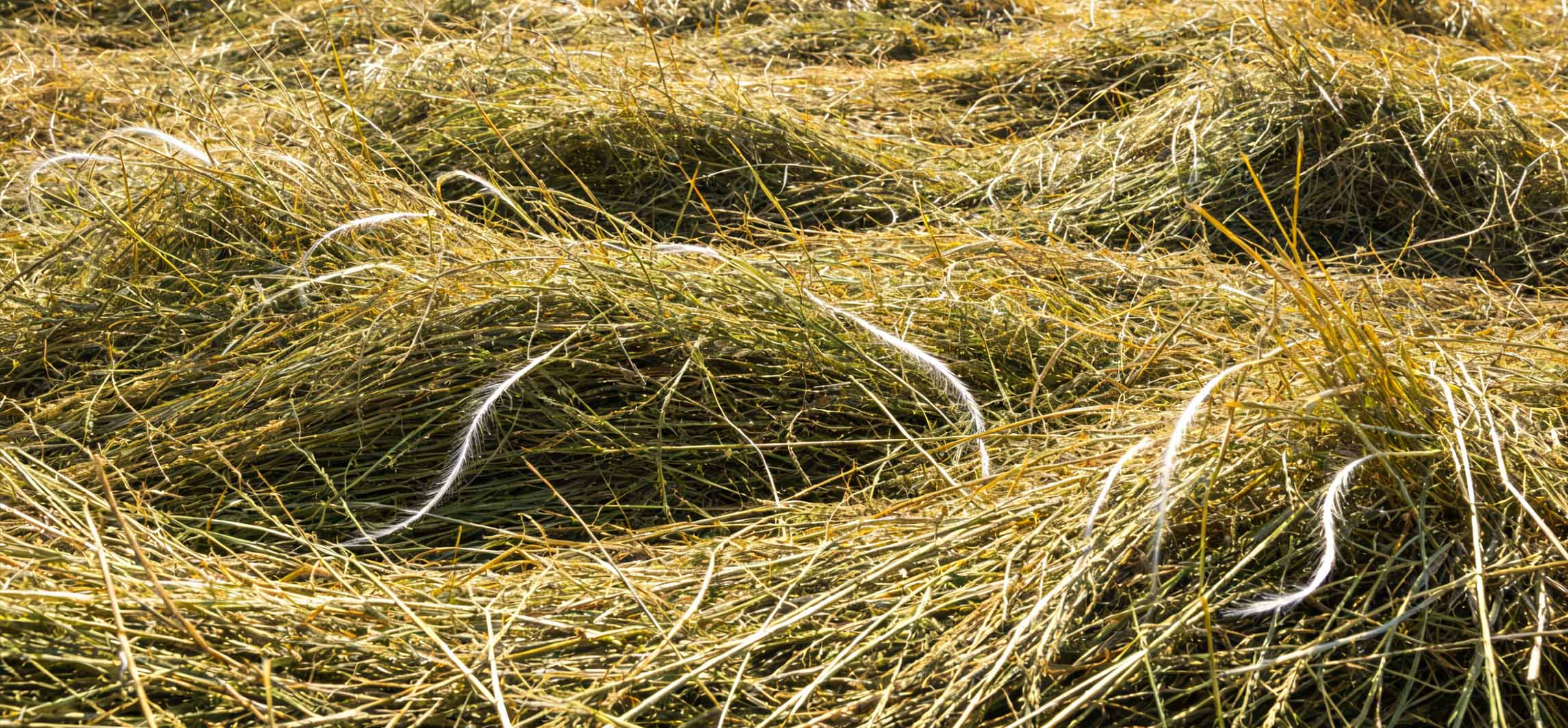 The Key Role of Potassium in Hay Production